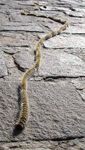 nid de chenille processionnaire dans le Médoc