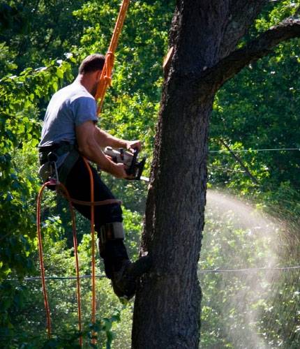 Un élagueur professionnel pour l'élagage et/ou l'abattage d'arbres par un professionnel sur la ville de saint Médard en jalles