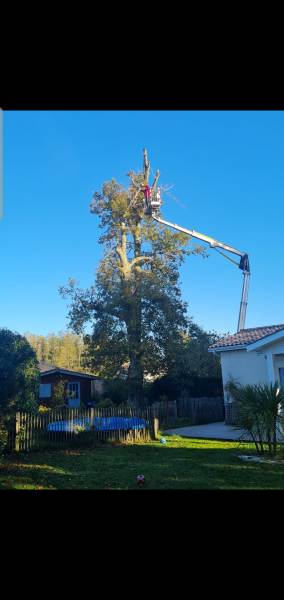 Abattage d'un chêne avec un élagueur professionnel pour la coupe d'un arbre a Castelnau de médoc