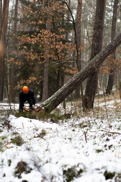 faire l'abattage d'un arbre pare un élagueur professionnels a Talence près de bordeaux