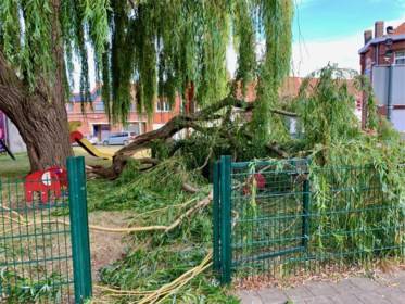 Prendre soin de ses arbres après une tempête sur Pauillac dans le Medoc