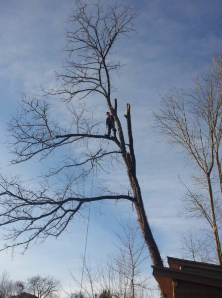 effectuer l'élagage et l'abattage d'un arbre dangereux sur la ville du Bouscat près de bordeaux pare un professionnel 