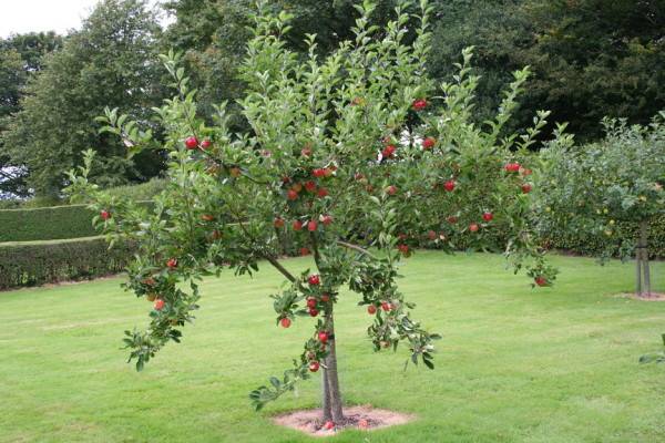 Un élagueur pour l'élagage et la taille d'arbres Fruitiers sur le Haillan 