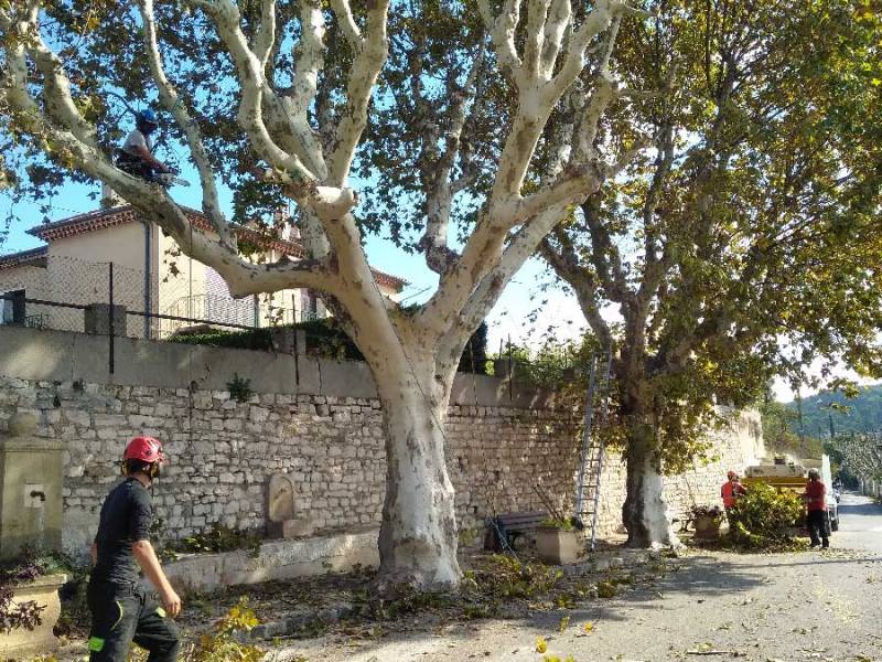 Faire couper un arbre par un Elagueur professionnel a Lesparre médoc