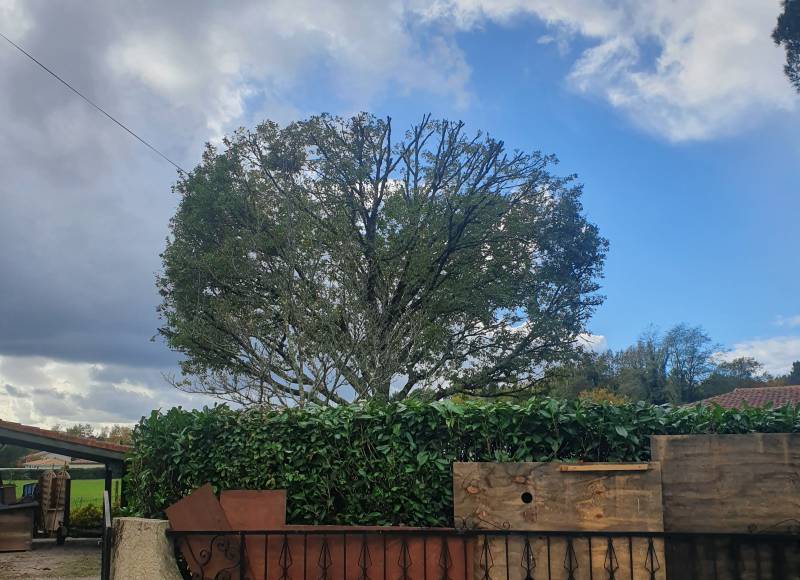 Un élaguer professionnel pour l'élagage et l'abattage d'arbres a Saint-Laurent-Médoc